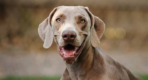 life expectancy of a weimaraner.